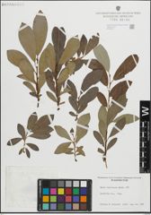 Foto von Salix lasiolepis Benth.